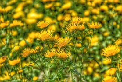 Close-up of yellow flowers blooming outdoors