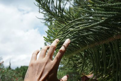 Close-up of hand on touching branch against sky