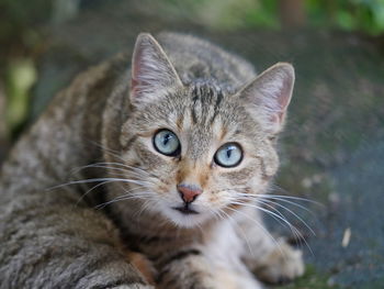 Close-up portrait of cat outdoors