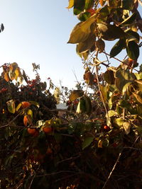 Close-up of fresh fruits on tree against sky