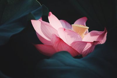 Close-up of pink flower blooming outdoors