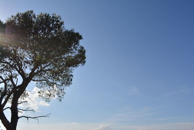 Low angle view of tree against clear sky