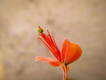 Close-up of orange flower