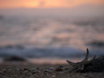 Silhouette of tree against sky at sunset