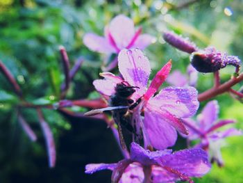 Close-up of bee on pink flower