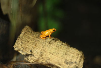 Close-up of insect on leaf