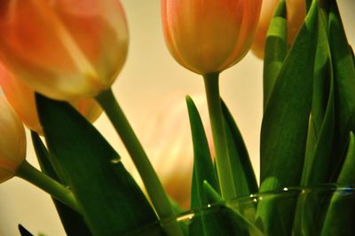 Close-up of flowers