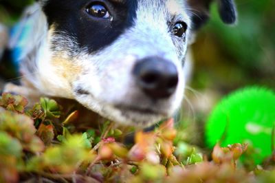 Close-up portrait of dog