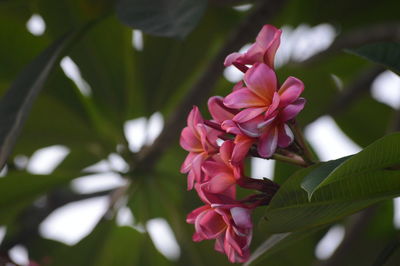 Close-up of pink flowering plant