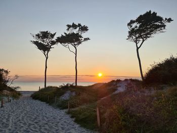 Trees on field against sky during sunset