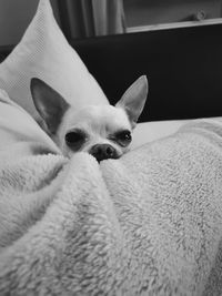 Close-up portrait of a dog