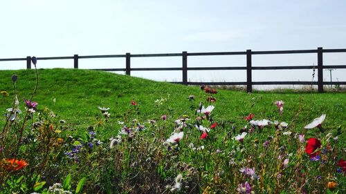 Wildflowers growing on field against clear sky