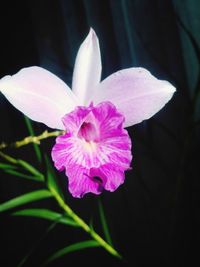 Close-up of pink flower blooming outdoors