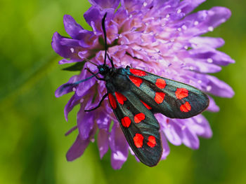 Close-up of butterfly on purple flower