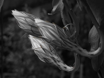 Close-up of white flowering plant