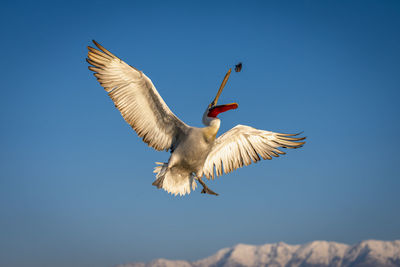 Low angle view of bird flying against sky