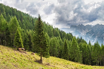 Scenic view of pine trees against sky