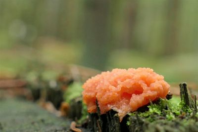 Close-up of mushroom growing on plant