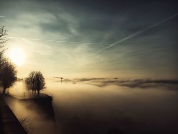Silhouette trees by plants against sky during sunset