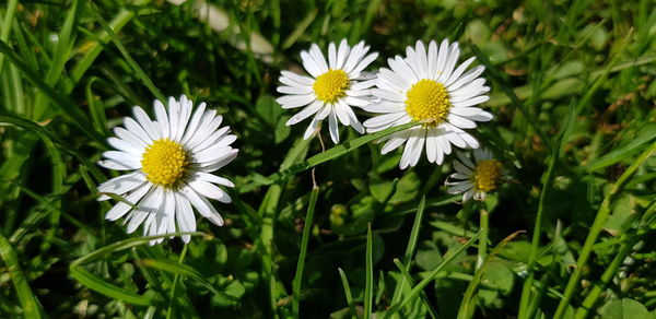 Close-up of white daisy on field