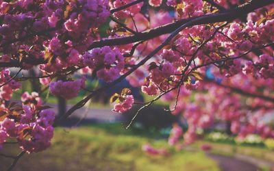 Pink flowers blooming on tree