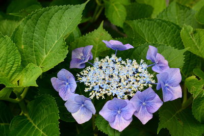 Close-up of purple flowering plants