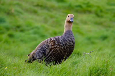 Side view of a bird on field