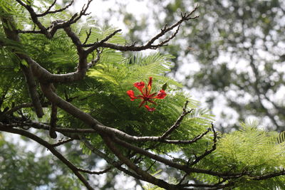 Low angle view of flower tree