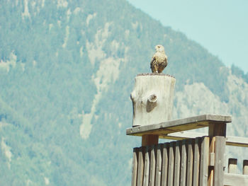 Bird perching on railing against mountain