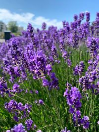 Close-up of purple flowering plants on field