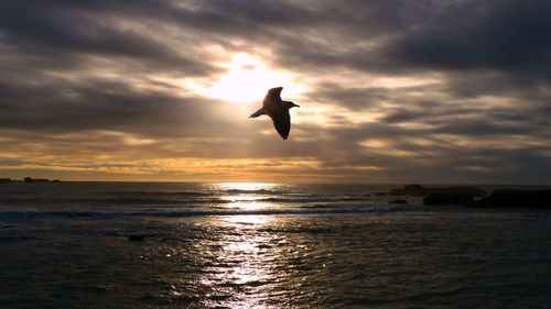 Silhouette bird flying over sea against sunset sky