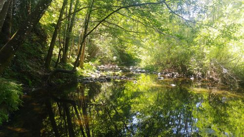 Reflection of trees in river