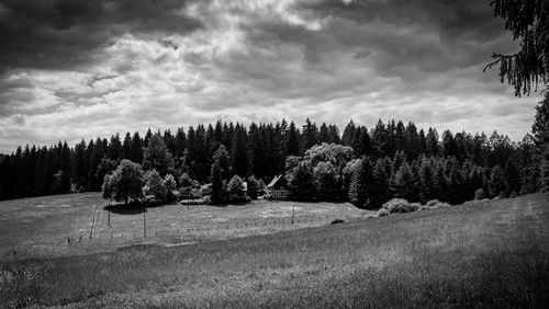 Trees growing on field against sky