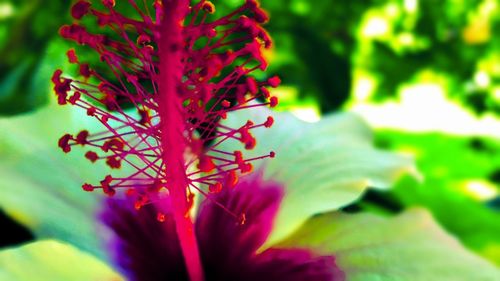 Close-up of red flower