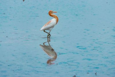 Bird in a sea