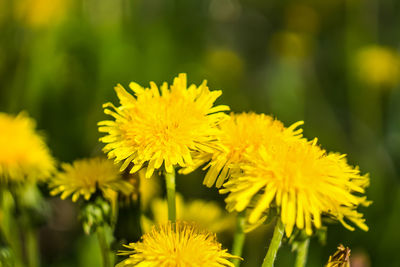 Beautiful flower in spring, delicate flowers macro