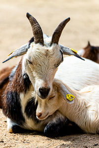 Close-up portrait of a horse