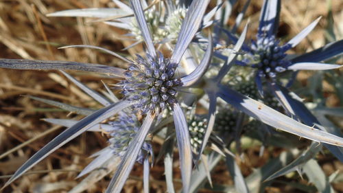 Close-up of spiked plant