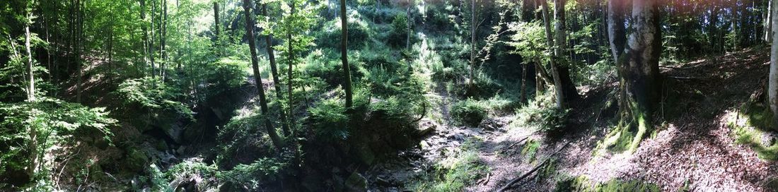 Panoramic view of trees in forest