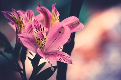 Close-up of pink flower