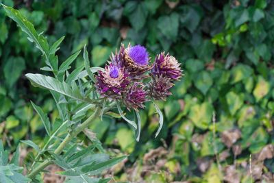 Close-up of purple flowering plant