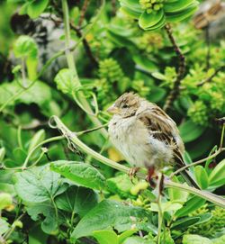 Close-up of sparrow perching on branch