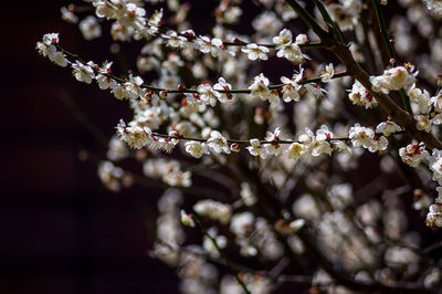 Close-up of cherry blossoms in spring