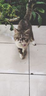 High angle view of cat sitting on floor