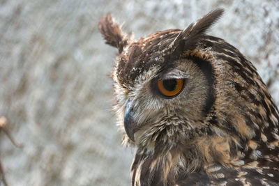 Close-up portrait of owl