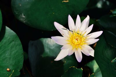 Close-up of lotus water lily in pond