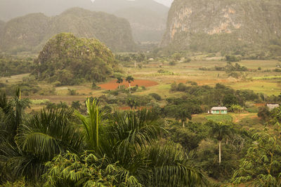 Scenic view of agricultural field