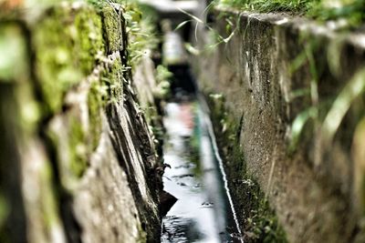 Close-up of plant growing outdoors