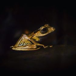 Close-up of frog at night