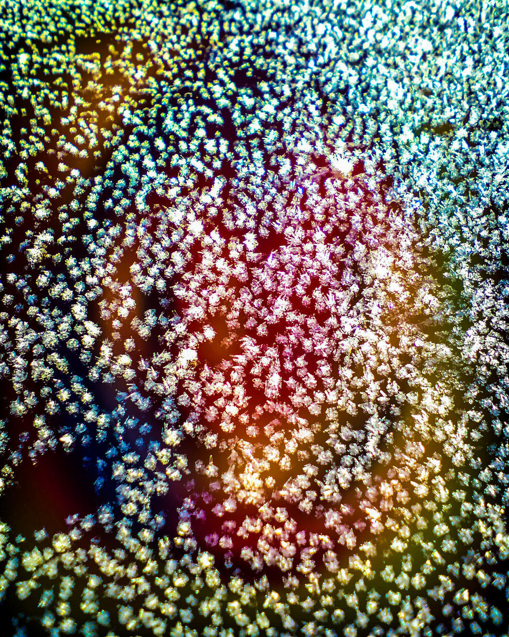 CLOSE-UP OF FLOWERING PLANTS